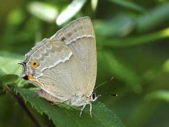 Quercusia quercus L. adulte - Jean-Franois Maradan