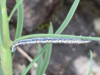  Chenille de Gypsochroa renitidata Hb. - ©Michel Gaboly