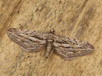 Eupithecia rosmarinata Mill. adulte - ©Lionel Taurand