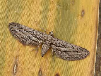 Eupithecia rosmarinata Mill. adulte - ©Lionel Taurand