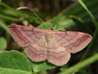 Scopula rubiginata Hfn. adulte - ©Andr Lantz