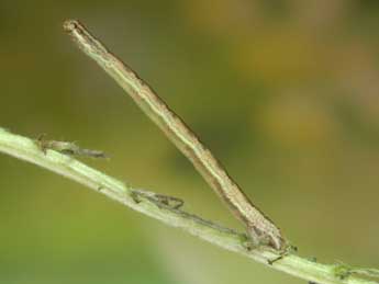  Chenille de Scopula rubiginata Hfn. - Heiner Ziegler