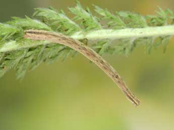  Chenille de Scopula rubiginata Hfn. - ©Heiner Ziegler