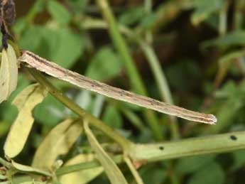  Chenille de Scopula rubiginata Hfn. - ©Philippe Mothiron