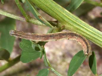  Chenille de Scopula rubiginata Hfn. - Philippe Mothiron