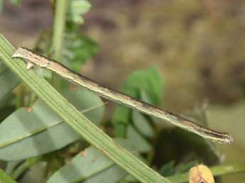  Chenille de Scopula rubiginata Hfn. - Philippe Mothiron