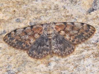 Scopula rufomixtaria Grasl. adulte - Lionel Taurand