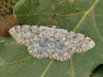 Scopula rufomixtaria Grasl. adulte - Lionel Taurand