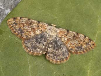 Scopula rufomixtaria Grasl. adulte - ©Lionel Taurand