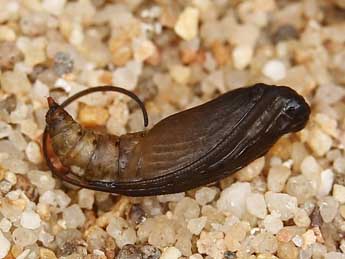  Chrysalide de Scopula rufomixtaria Grasl. - ©Lionel Taurand