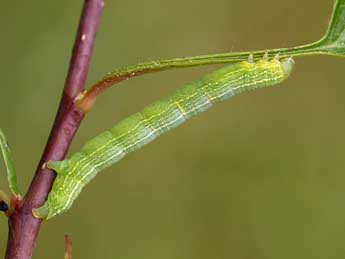  Chenille de Theria rupicapraria D. & S. - Jeroen Voogd