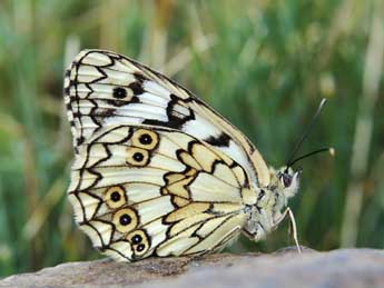 Melanargia russiae Esp. adulte - ©Lionel Taurand