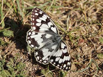 Melanargia russiae Esp. adulte - Lionel Taurand