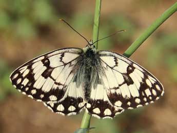 Melanargia russiae Esp. adulte - ©Lionel Taurand