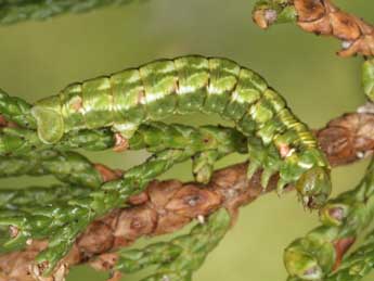  Chenille de Epilobophora sabinata Gey. - Heiner Ziegler