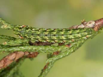  Chenille de Epilobophora sabinata Gey. - Heiner Ziegler