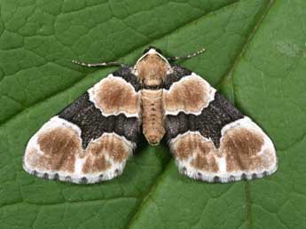 Gagitodes sagittata F. adulte - Philippe Mothiron