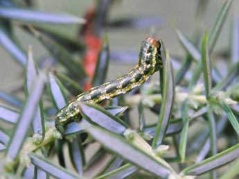  Chenille de Ekboarmia sagnesi Dufay - ©Claude Colomb