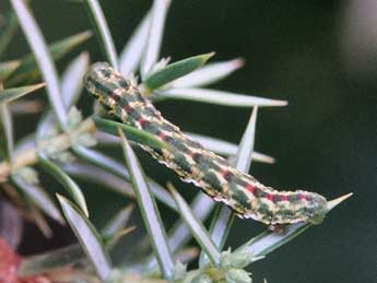  Chenille de Ekboarmia sagnesi Dufay - ©Claude Colomb