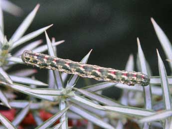  Chenille de Ekboarmia sagnesi Dufay - ©Claude Colomb