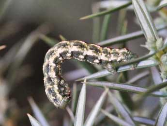  Chenille de Ekboarmia sagnesi Dufay - ©Claude Colomb