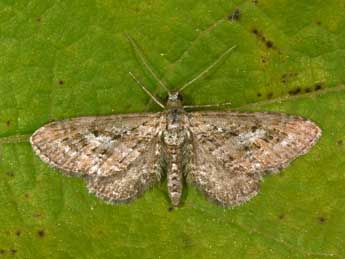 Eupithecia scopariata Rbr adulte - ©Philippe Mothiron