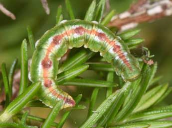  Chenille de Eupithecia scopariata Rbr - ©Philippe Mothiron