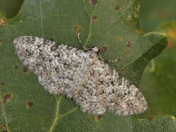 Eupithecia semigraphata Brd adulte - ©Lionel Taurand