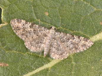 Eupithecia semigraphata Brd adulte - Philippe Mothiron