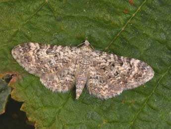 Eupithecia semigraphata Brd adulte - Philippe Mothiron