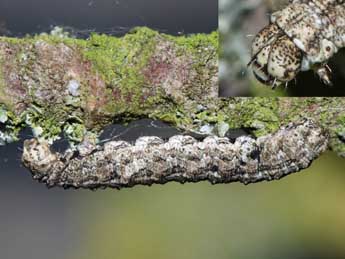  Chenille de Tephronia sepiaria Hfn. - Jean-Paul Coat