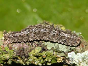  Chenille de Tephronia sepiaria Hfn. - Jean-Paul Coat