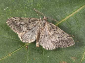 Tephronia sepiaria Hfn. adulte - ©Philippe Mothiron