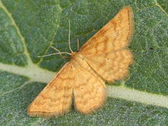 Idaea serpentata Hfn. adulte - Lionel Taurand