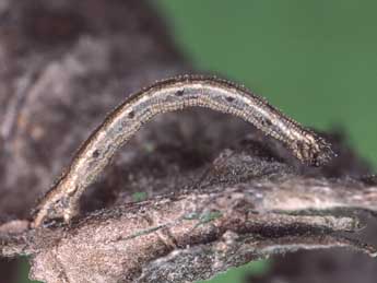  Chenille de Idaea serpentata Hfn. - Kimmo Silvonen