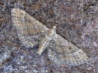 Eupithecia simpliciata Hw. adulte - ©Dominique Halleux