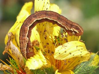  Chenille de Aplocera simpliciata Tr. - ©Lionel Taurand