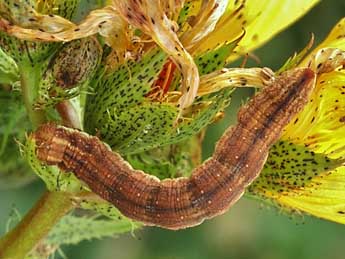  Chenille de Aplocera simpliciata Tr. - ©Lionel Taurand