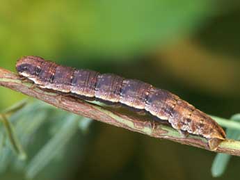  Chenille de Aplocera simpliciata Tr. - ©Lionel Taurand