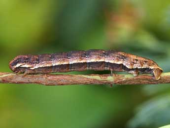  Chenille de Aplocera simpliciata Tr. - ©Lionel Taurand