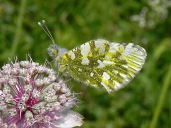 Euchloe simplonia Frr adulte - ©Philippe Mothiron