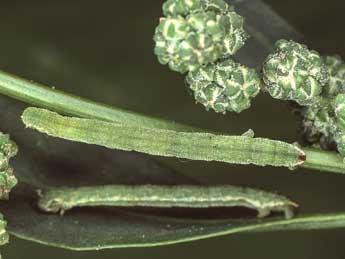  Chenille de Eupithecia sinuosaria Ev. - ©Kimmo Silvonen