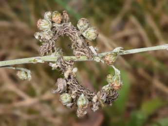  Chenille de Thetidia smaragdaria F. - Philippe Mothiron