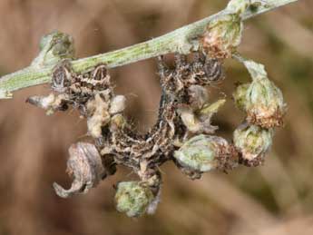  Chenille de Thetidia smaragdaria F. - ©Philippe Mothiron