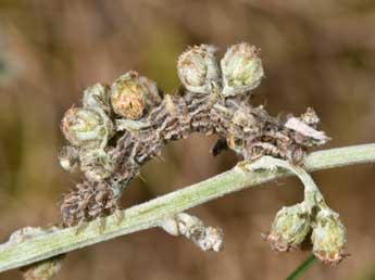  Chenille de Thetidia smaragdaria F. - Philippe Mothiron