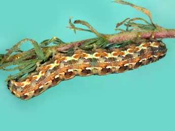  Chenille de Cardepia sociabilis Grasl. - ©Jean Haxaire