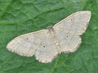 Idaea straminata Bkh. adulte - ©Philippe Mothiron