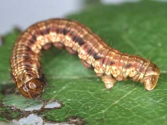  Chenille de Rheumaptera subhastata Nolck. - ©Kimmo Silvonen