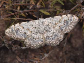 Scopula submutata Tr. adulte - ©Philippe Mothiron