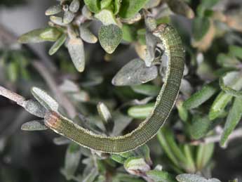  Chenille de Scopula submutata Tr. - Philippe Mothiron